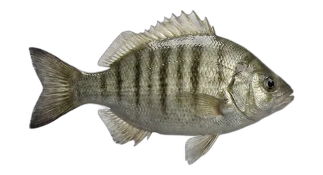 Tule Perch