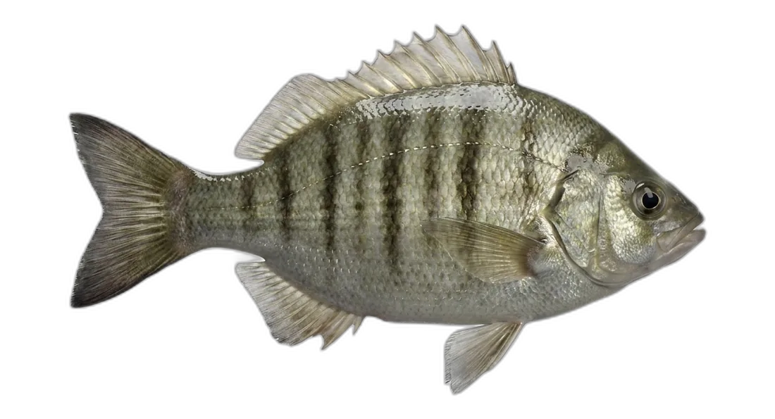 Tule Perch