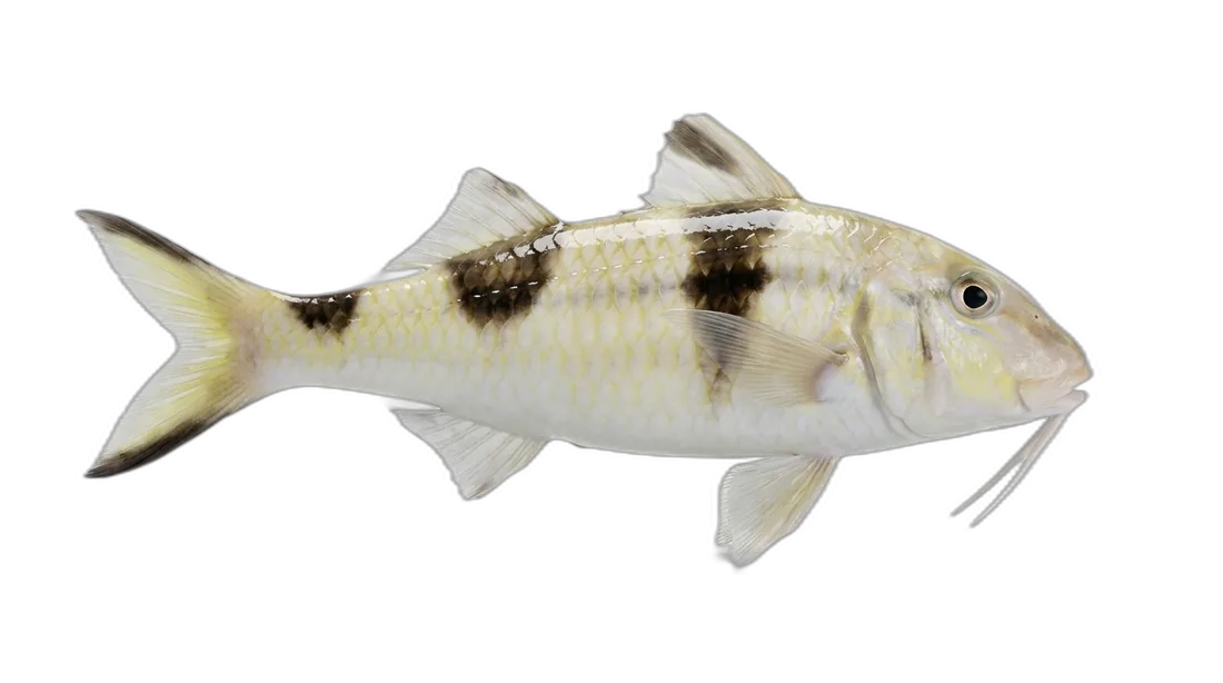 Twosaddle Goatfish