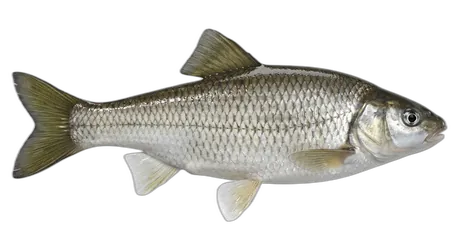 Utah Chub