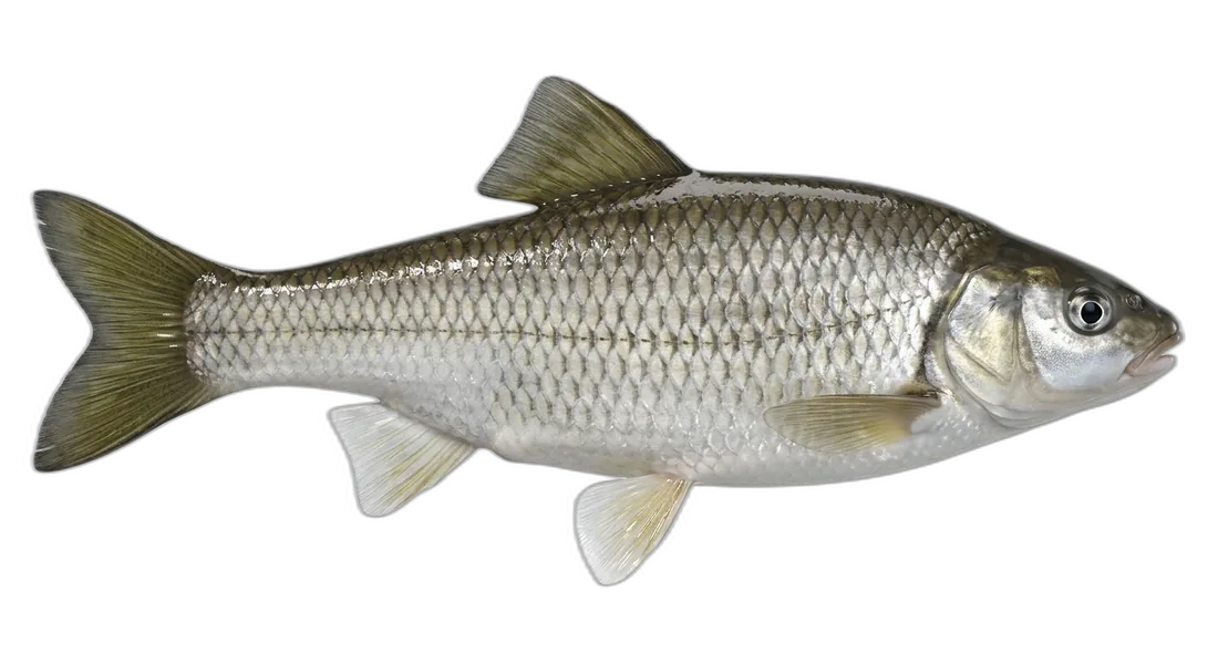 Utah Chub
