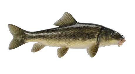 Utah Sucker