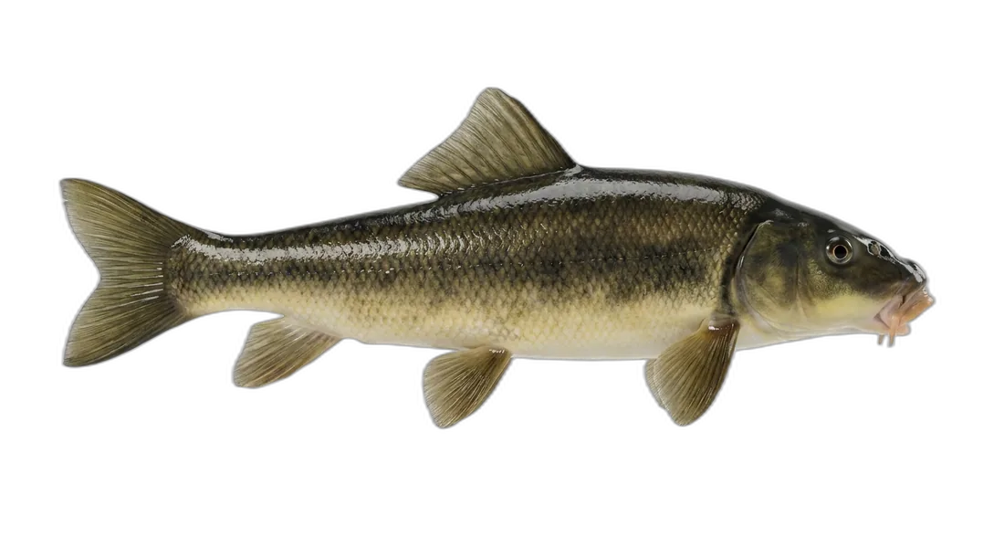 Utah Sucker
