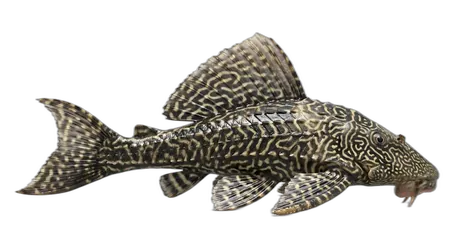Vermiculated Sailfin Catfish