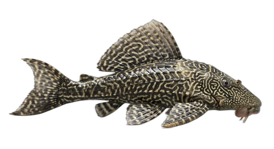 Vermiculated Sailfin Catfish