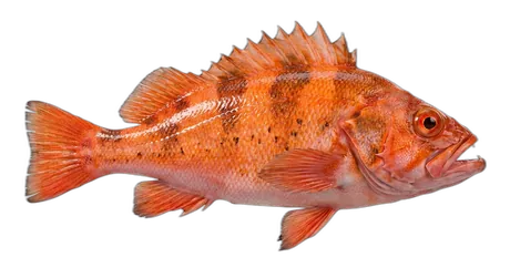 Vermilion Rockfish