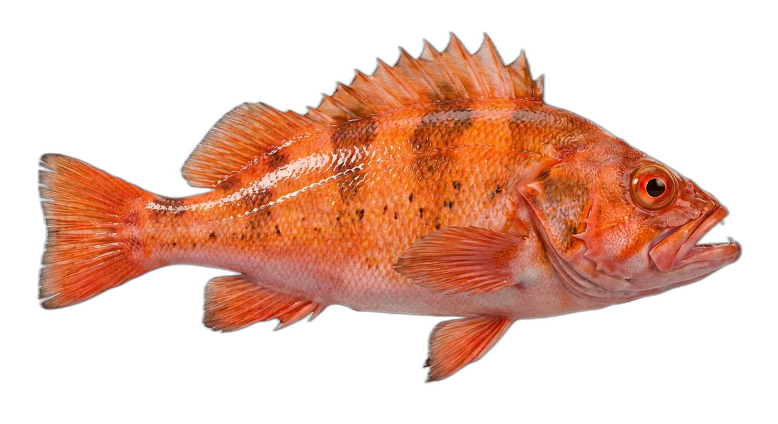 Vermilion Rockfish