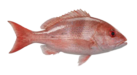Vermilion Snapper