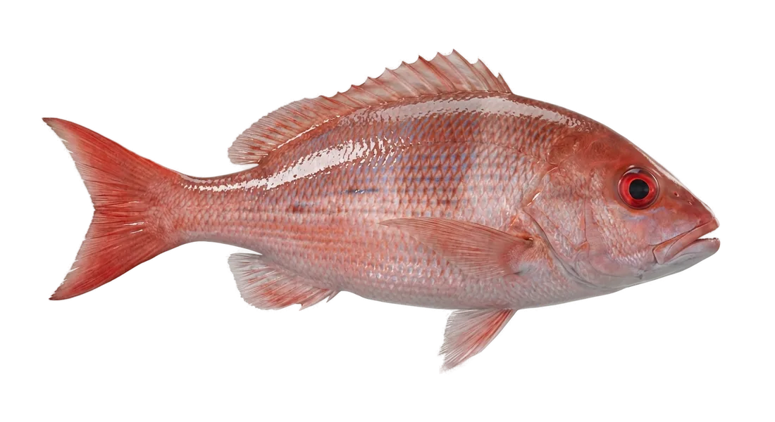 Vermilion Snapper