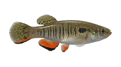 Waccamaw Killifish