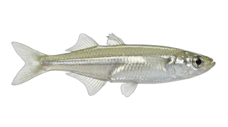 Waccamaw Silverside