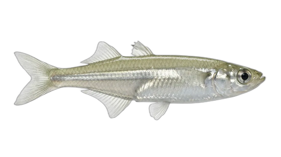 Waccamaw Silverside