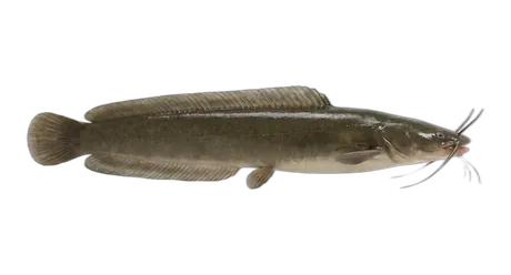 Walking Catfish