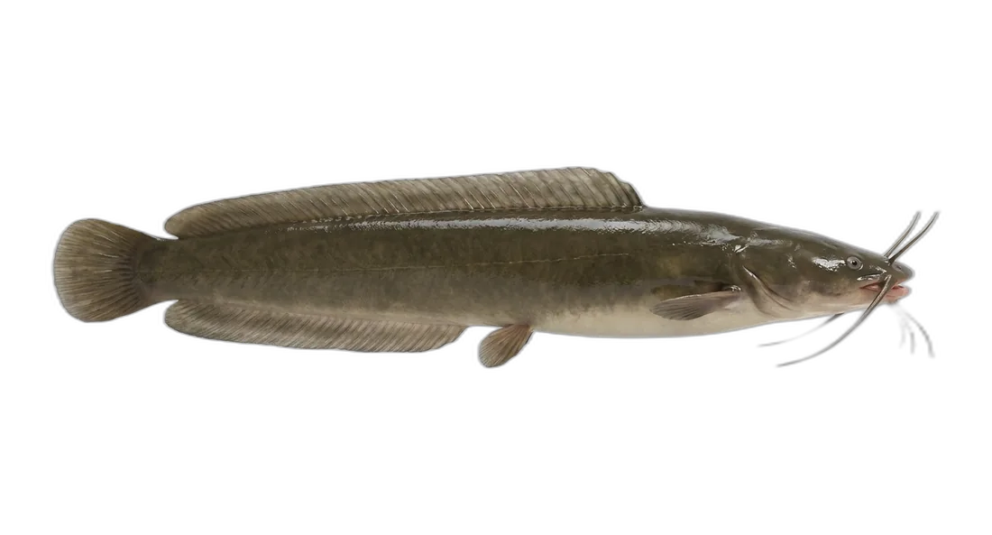 Walking Catfish