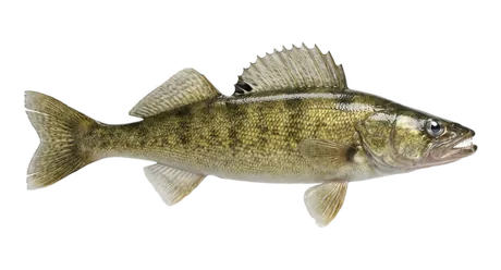 Walleye
