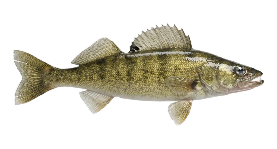 Walleye
