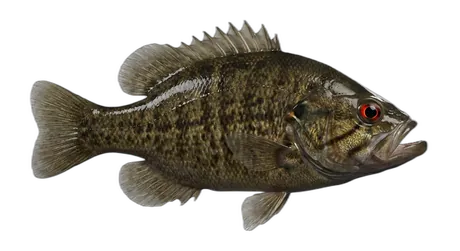 Warmouth
