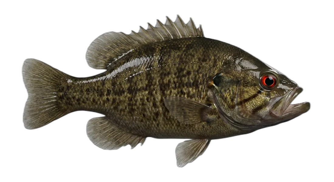 Warmouth
