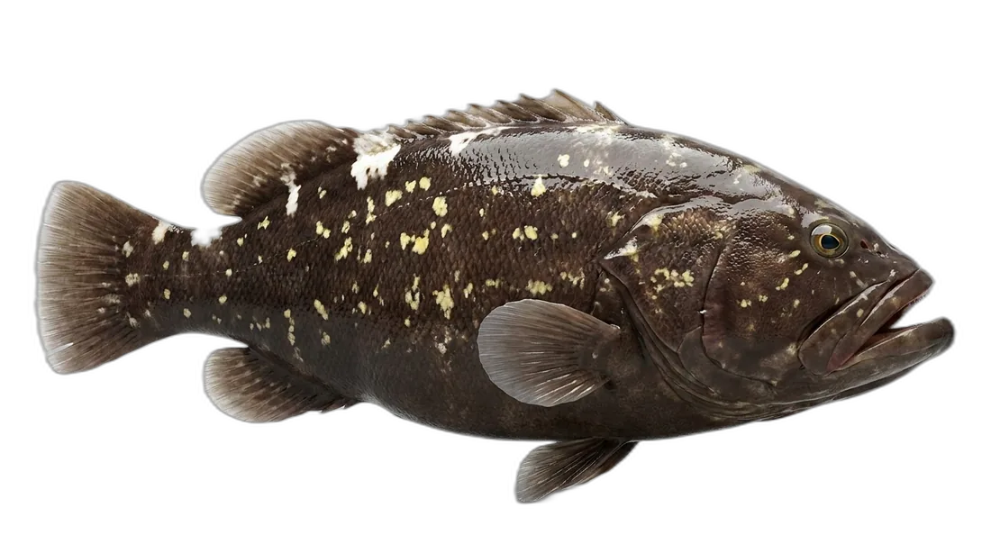 Warsaw Grouper