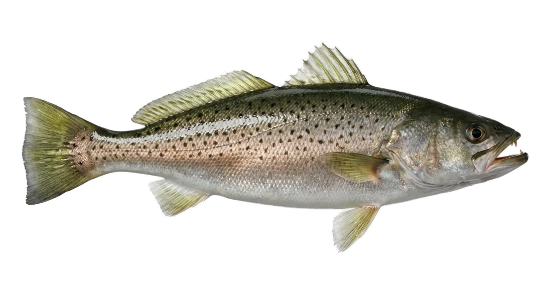 Weakfish