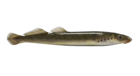 Western Brook Lamprey