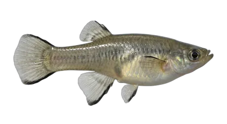 Western Mosquitofish