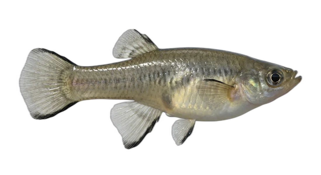 Western Mosquitofish