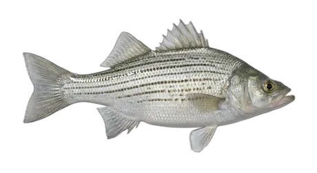 White Bass