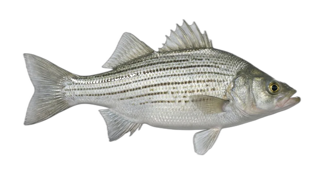 White Bass