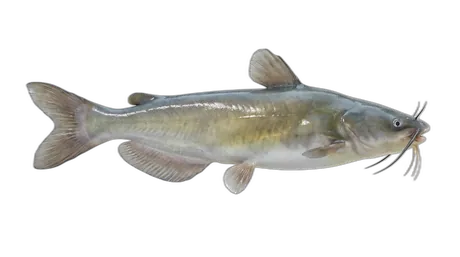 White Catfish