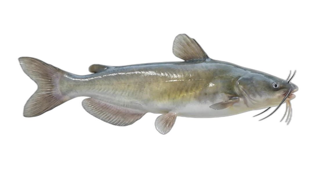 White Catfish