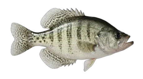 White Crappie