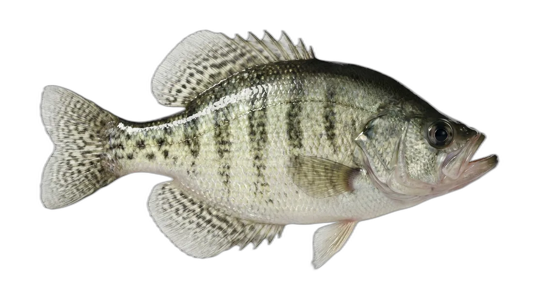White Crappie