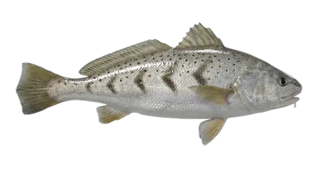 White Croaker