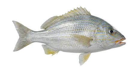 White Grunt