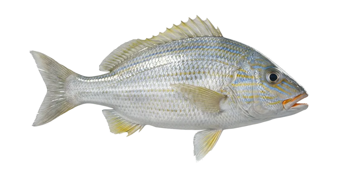 White Grunt