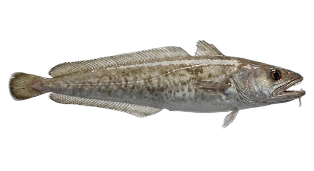 White Hake