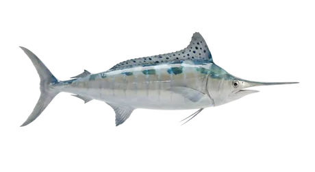 White Marlin