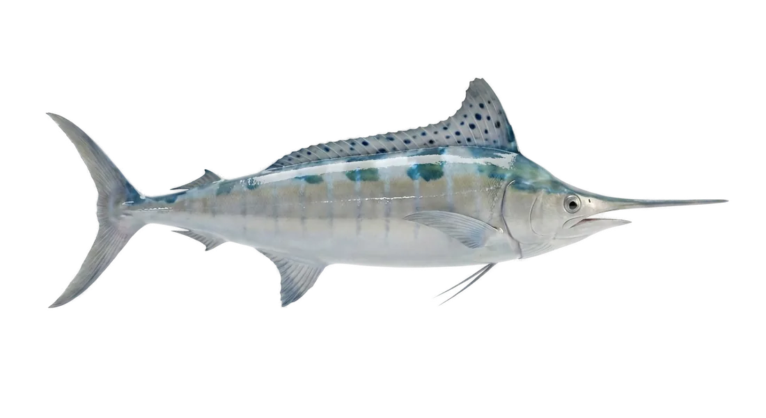 White Marlin