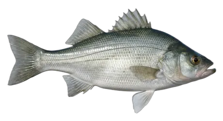 White Perch