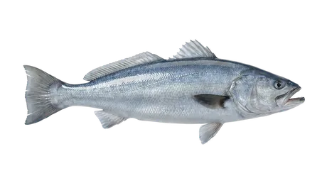 White Seabass