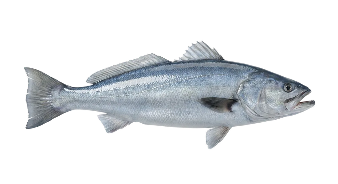 White Seabass