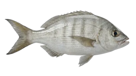 White Seaperch