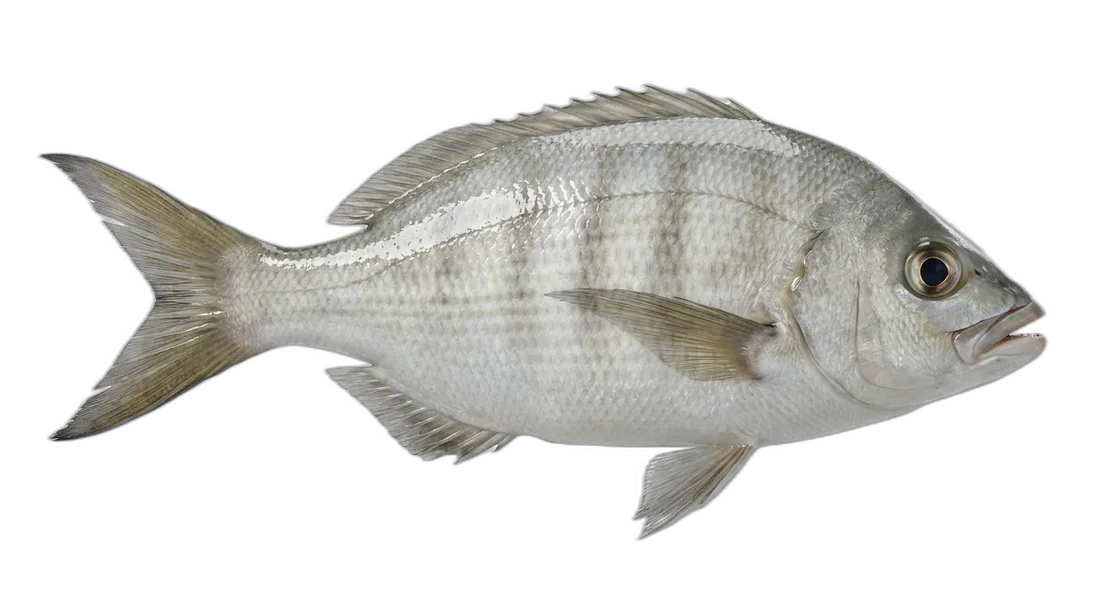 White Seaperch