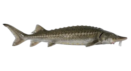 White Sturgeon