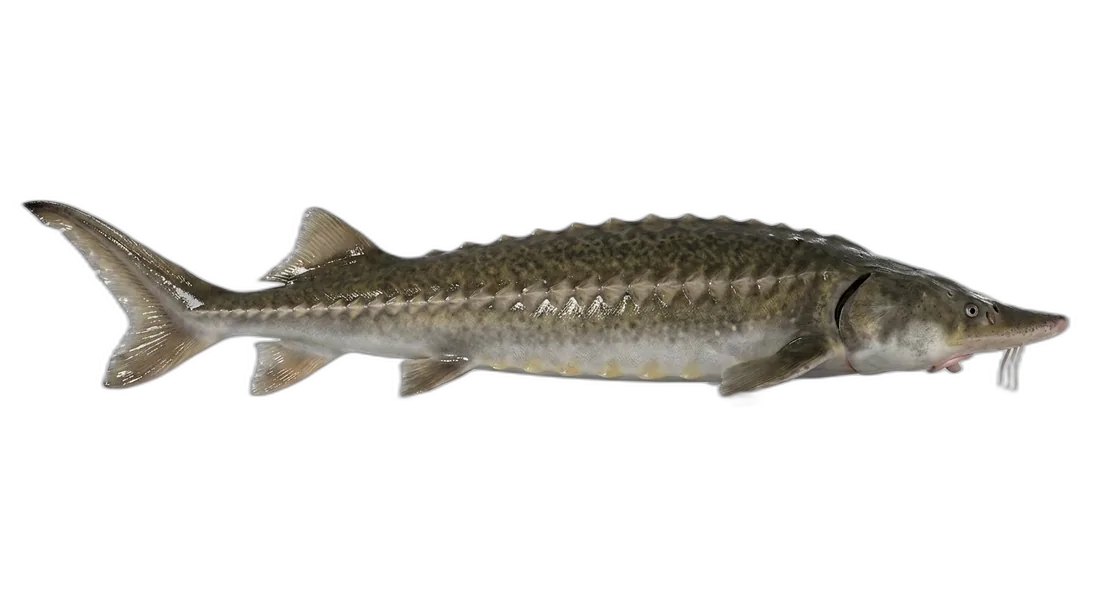 White Sturgeon