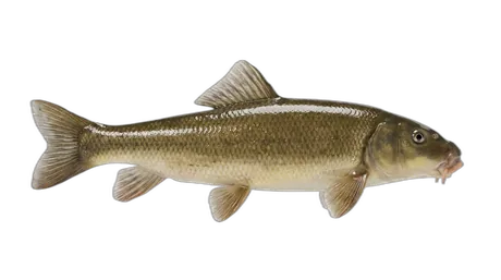 White Sucker
