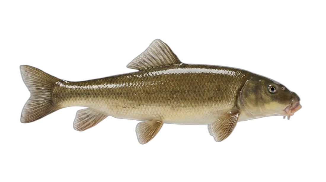 White Sucker