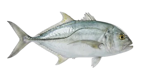 White Trevally