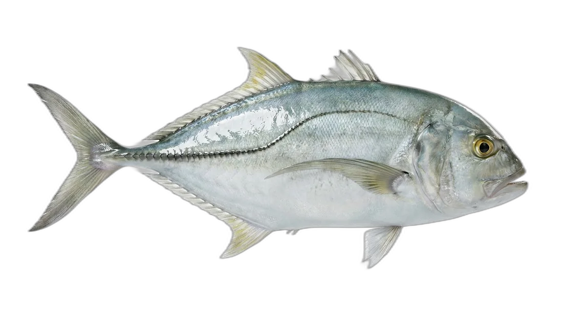 White Trevally